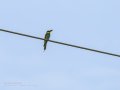 Abejaruco - Merops apiaster - Abellerol comú
