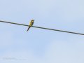 Abejaruco - Merops apiaster - Abellerol comú