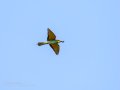 Abejaruco - Merops apiaster - Abellerol comú