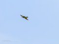 Abejaruco - Merops apiaster - Abellerol comú