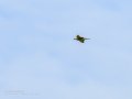 Abejaruco - Merops apiaster - Abellerol comú