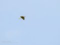 Abejaruco - Merops apiaster - Abellerol comú