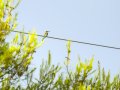 Abejaruco - Merops apiaster - Abellerol comú