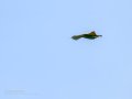 Abejaruco - Merops apiaster - Abellerol comú