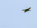 Abejaruco - Merops apiaster - Abellerol comú