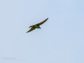 Abejaruco - Merops apiaster - Abellerol comú