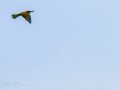 Abejaruco - Merops apiaster - Abellerol comú