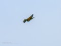 Abejaruco - Merops apiaster - Abellerol comú