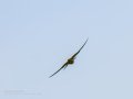 Abejaruco - Merops apiaster - Abellerol comú