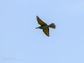 Abejaruco - Merops apiaster - Abellerol comú