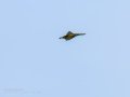Abejaruco - Merops apiaster - Abellerol comú