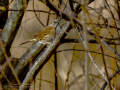 Acentor común - Prunella modularis - Pardal de bardissa europeu