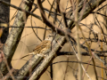 Acentor común - Prunella modularis - Pardal de bardissa europeu