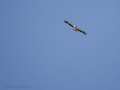 Águila Calzada