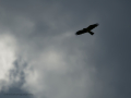 Águila Calzada