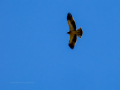 Águila calzada - Hieraaetus pennatus - Àguila calçada comuna