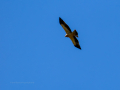 Águila calzada - Hieraaetus pennatus - Àguila calçada comuna