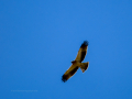 Águila calzada - Hieraaetus pennatus - Àguila calçada comuna