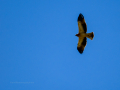 Águila calzada - Hieraaetus pennatus - Àguila calçada comuna