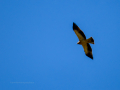 Águila calzada - Hieraaetus pennatus - Àguila calçada comuna