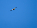 Águila calzada - Hieraaetus pennatus - Àguila calçada comuna