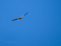 Águila calzada - Hieraaetus pennatus - Àguila calçada comuna