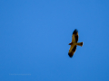 Águila calzada - Hieraaetus pennatus - Àguila calçada comuna