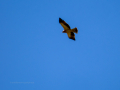 Águila calzada - Hieraaetus pennatus - Àguila calçada comuna