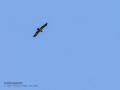 Aguila calzada - Hieraaetus pennatus
