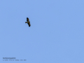 Aguila calzada - Hieraaetus pennatus