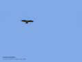 Aguila calzada - Hieraaetus pennatus