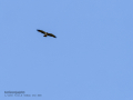 Aguila calzada - Hieraaetus pennatus