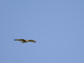 Águila Ratonera