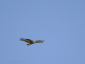 Águila Ratonera
