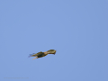 Águila Ratonera