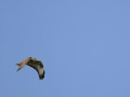 Águila Ratonera