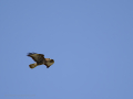 Águila Ratonera