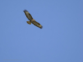Águila Ratonera