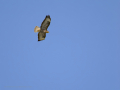 Águila Ratonera