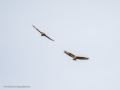 Aguila ratonera - Buteo buteo - Busardo ratonero