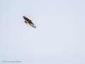 Aguila ratonera - Buteo buteo - Busardo ratonero