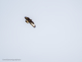 Aguila ratonera - Buteo buteo - Busardo ratonero
