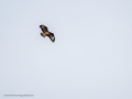 Aguila ratonera - Buteo buteo - Busardo ratonero