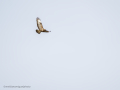 Aguila ratonera - Buteo buteo - Busardo ratonero