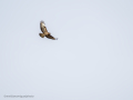 Aguila ratonera - Buteo buteo - Busardo ratonero
