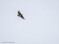 Aguila ratonera - Buteo buteo - Busardo ratonero