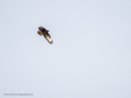 Aguila ratonera - Buteo buteo - Busardo ratonero