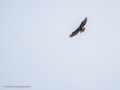 Aguila ratonera - Buteo buteo - Busardo ratonero