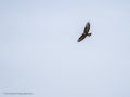 Aguila ratonera - Buteo buteo - Busardo ratonero