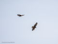 Aguila ratonera - Buteo buteo - Busardo ratonero